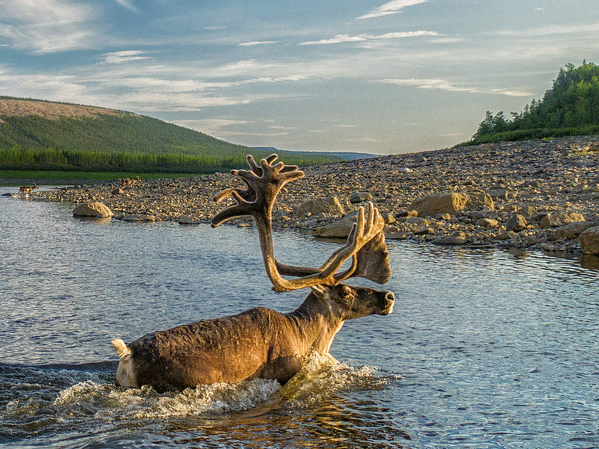 Wegen ihrer Geweihe werden Rentiere grausam getötet © Ilya Ordovsky Tanaevsky / WWF Russia Wegen ihrer Geweihe werden Rentiere grausam getötet © Ilya Ordovsky Tanaevsky / WWF Russia