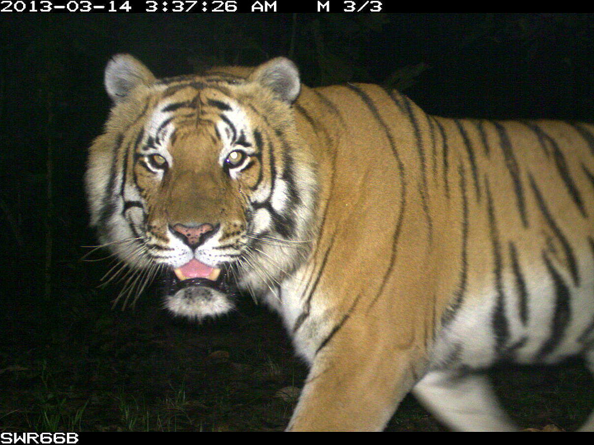 In Nepal läuft ein Tiger nachts in eine Kamerafalle © DNPWC / WWF-Nepal