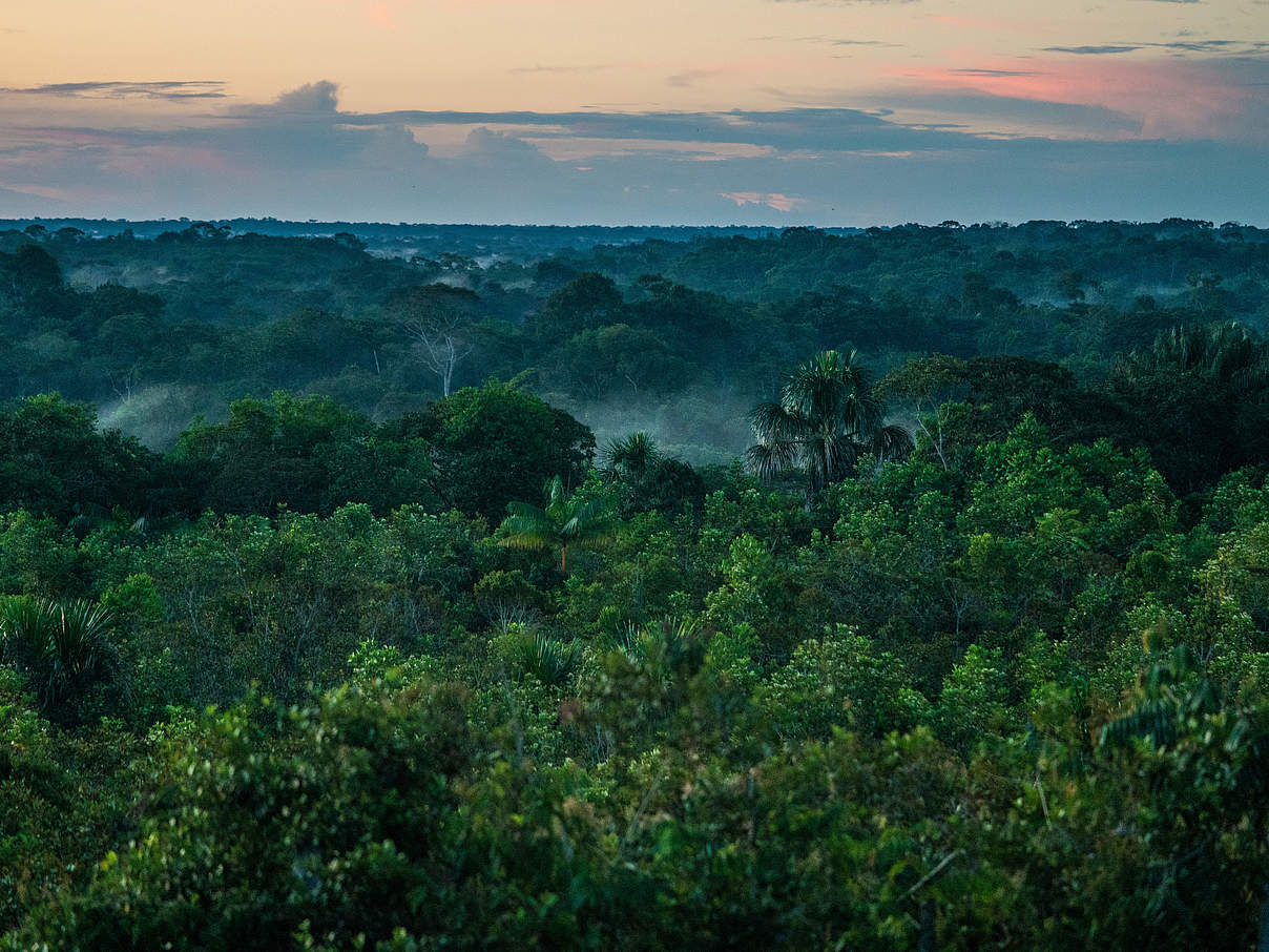 Amazonas Regenwald in Kolumbien © Luis Barreto / WWF-UK