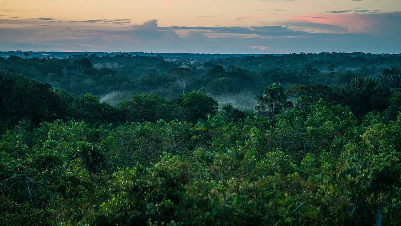 Amazonas Regenwald in Kolumbien © Luis Barreto / WWF-UK
