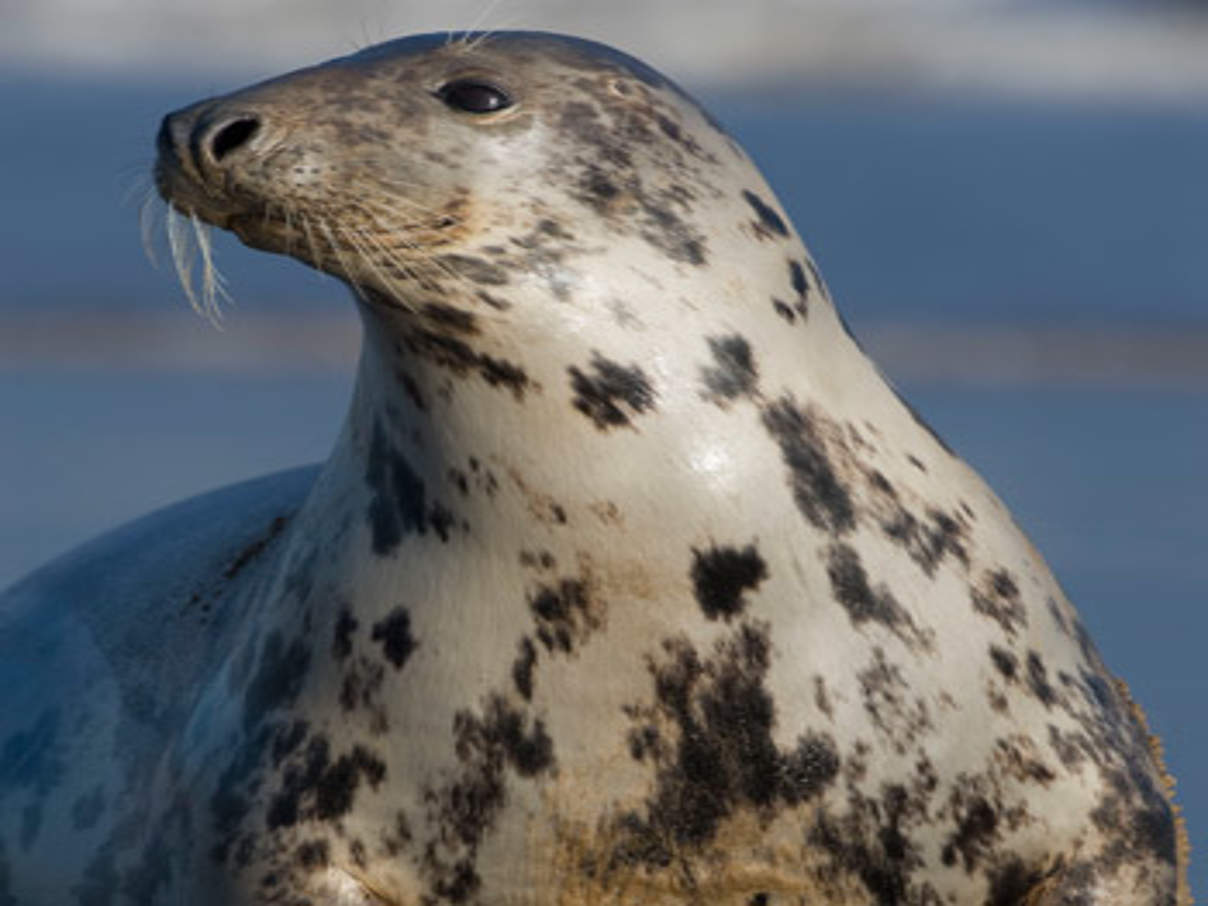 350 Kegelrobbe Halichoerus grypus c Wild Wonders of Europe Laurent Geslin WWF Die einzigen heimischen Meeressäuger Schweinswal, Kegelrobbe und Seehund sind im Wattenmeer zu Hause. © Wild Wonders of Europe / Laurent Geslin / WWF