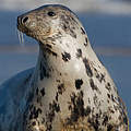 Die einzigen heimischen Meeressäuger Schweinswal, Kegelrobbe und Seehund sind im Wattenmeer zu Hause. © Wild Wonders of Europe / Laurent Geslin / WWF