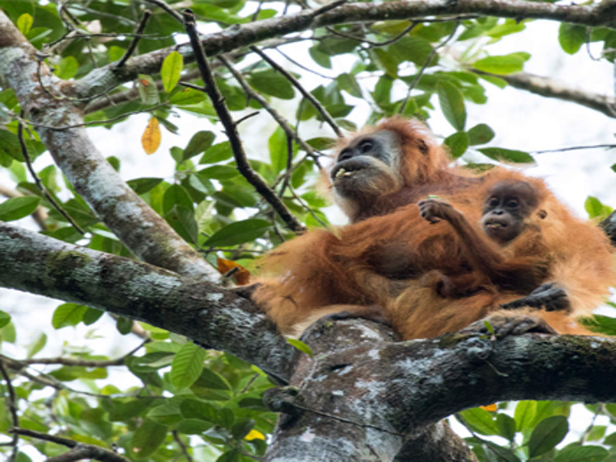 350 Orangutan Regenwald Menschenaffe batang toru c Maxime Aliaga WWF Neu bestimmter Tapanuli-Orang-Utan © Maxime Aliaga