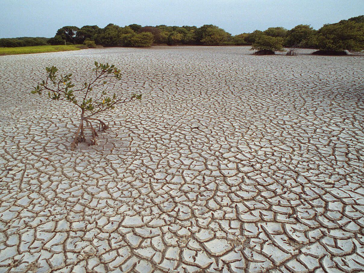 Dürre im Mangroven-Gebiet, Französisch-Guayana © Roger Leguen / WWF