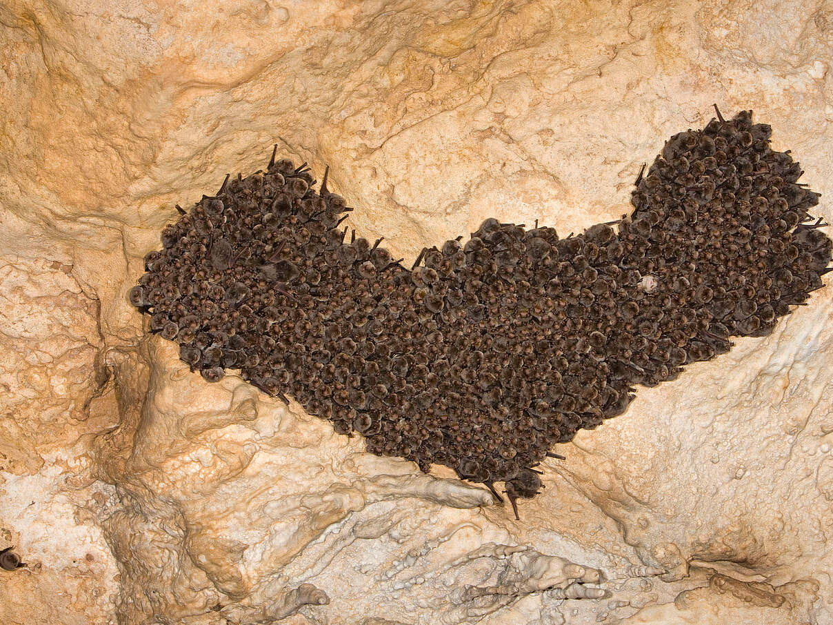 Langflügelfledermäuse in einer Höhle in Sardinien 