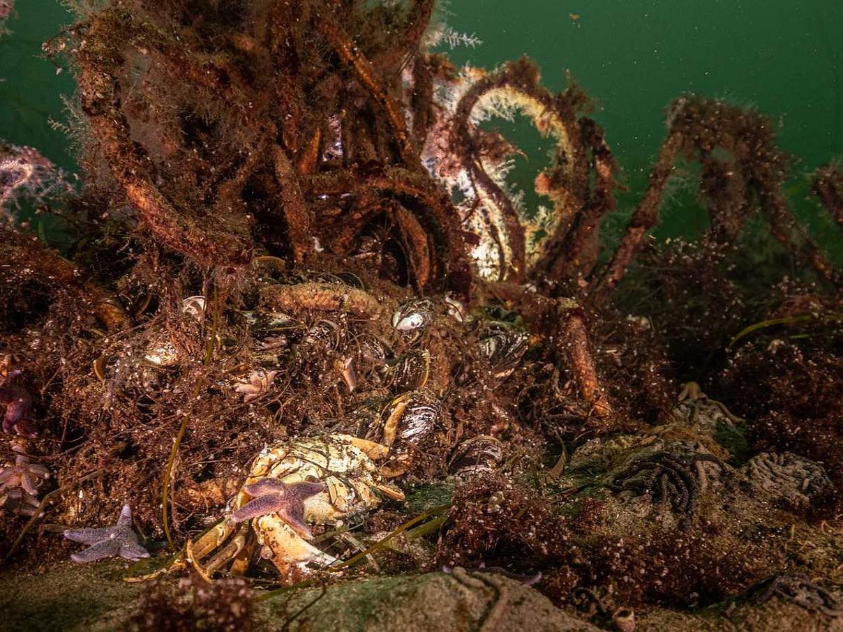 Netzbergung in der Lübecker Bucht © Christian Howe