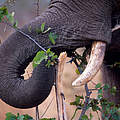 Afrikanischer Savannenelefant frisst Zweige © Martin Harvey / WWF