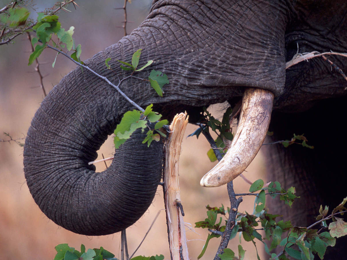 Afrikanischer Savannenelefant frisst Zweige © Martin Harvey / WWF