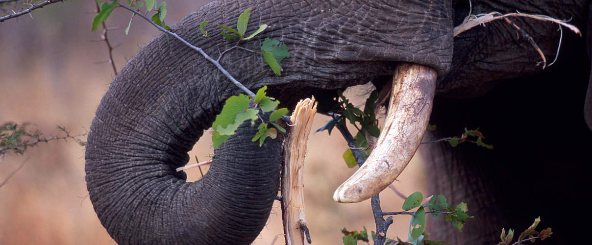 Afrikanischer Savannenelefant frisst Zweige © Martin Harvey / WWF