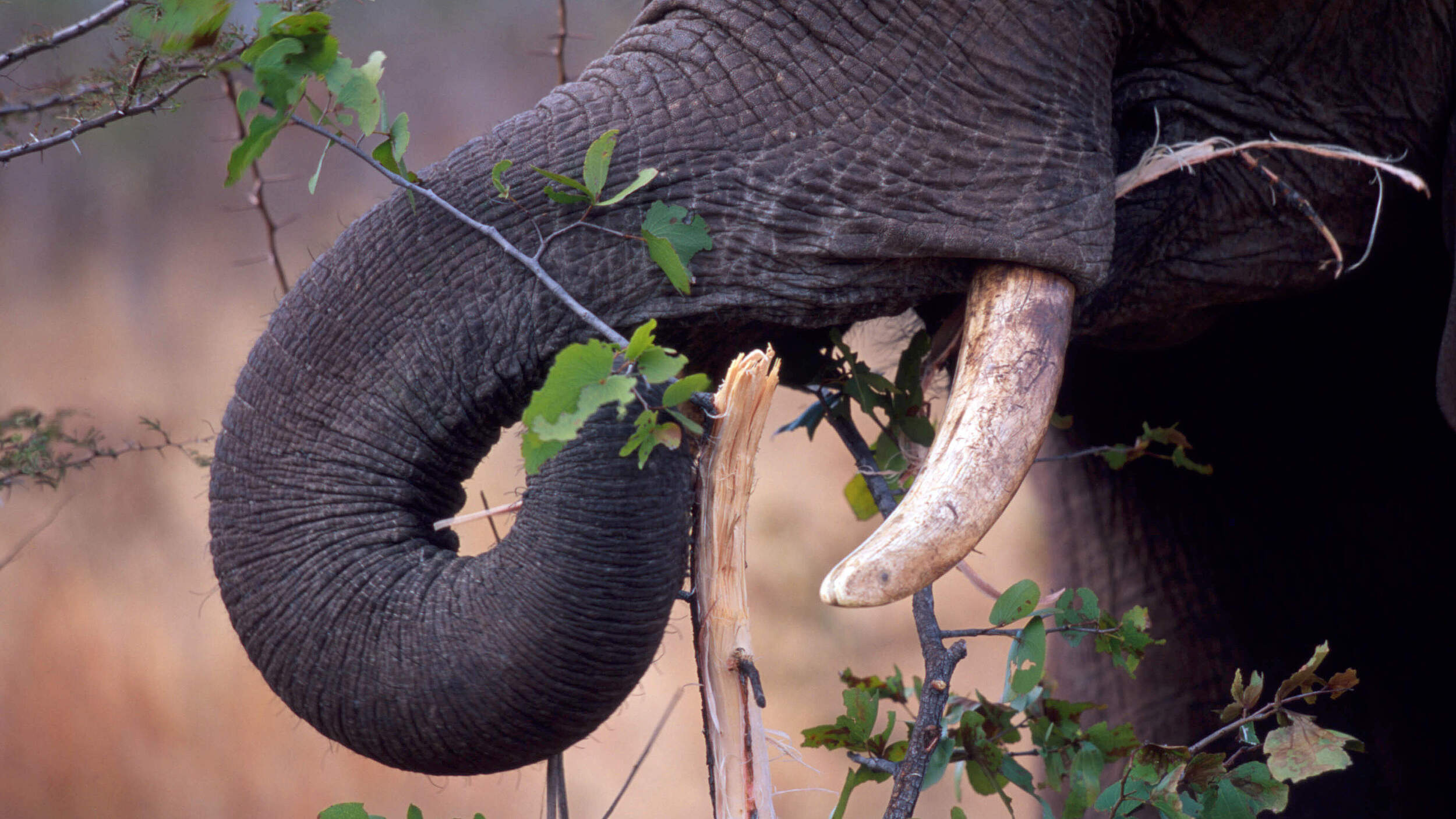 Afrikanischer Savannenelefant frisst Zweige © Martin Harvey / WWF