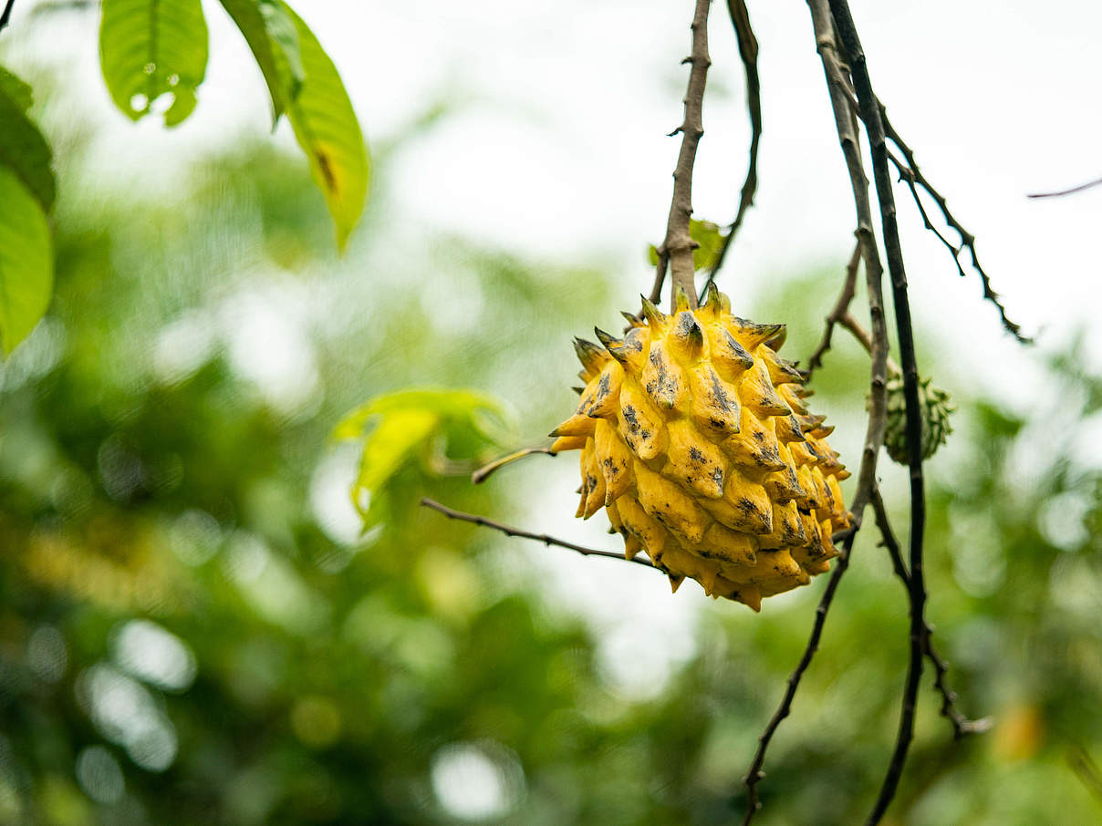 Frucht in Amazonien © Luis Barreto / WWF-UK