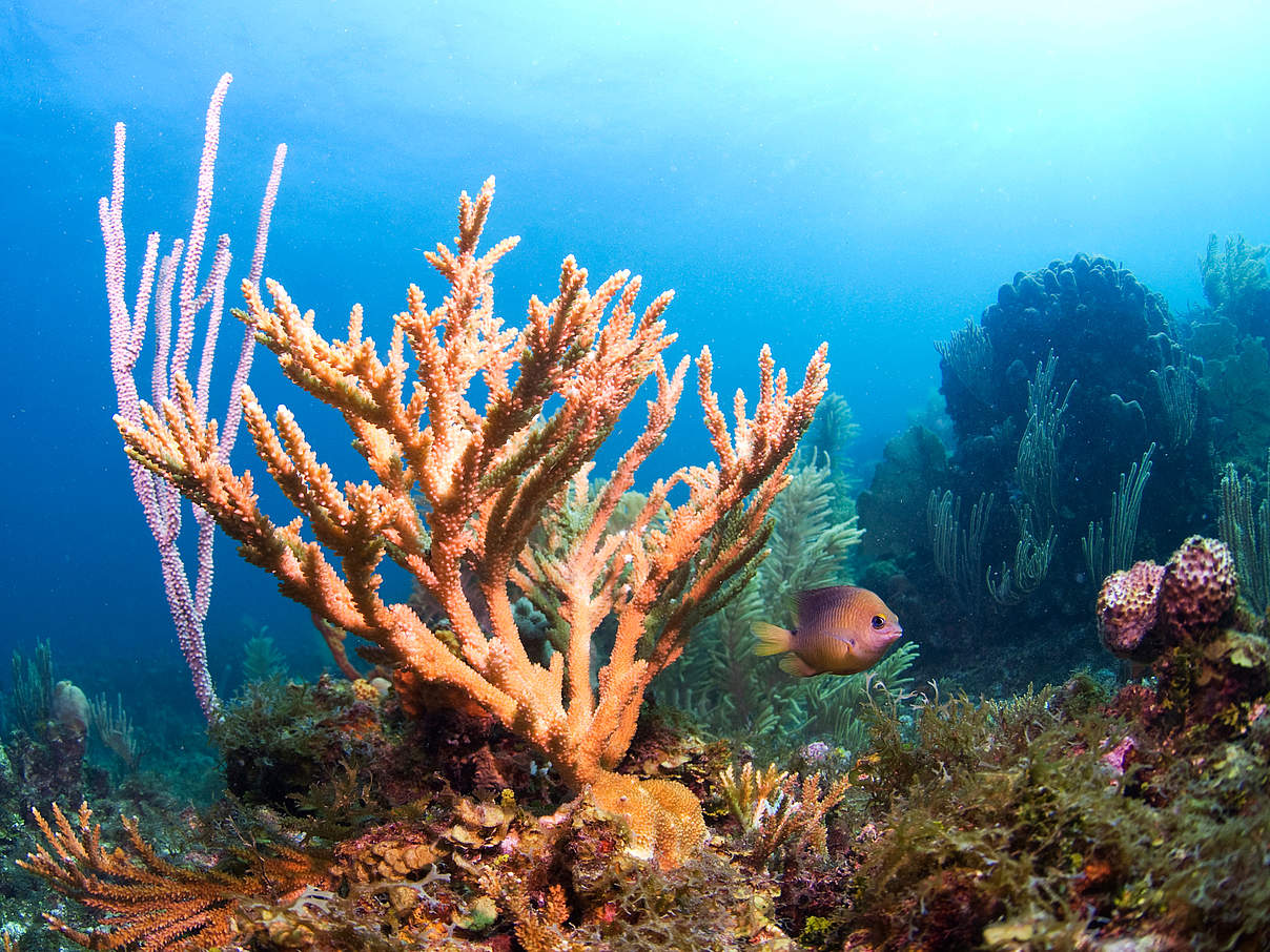 Korallenriff © Antonio Busiello / WWF US
