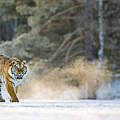 Tiger in der Amur-Heilong-Region © naturepl.com / Klein & Hubert / WWF