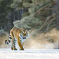 Tiger in der Amur-Heilong-Region © naturepl.com / Klein & Hubert / WWF