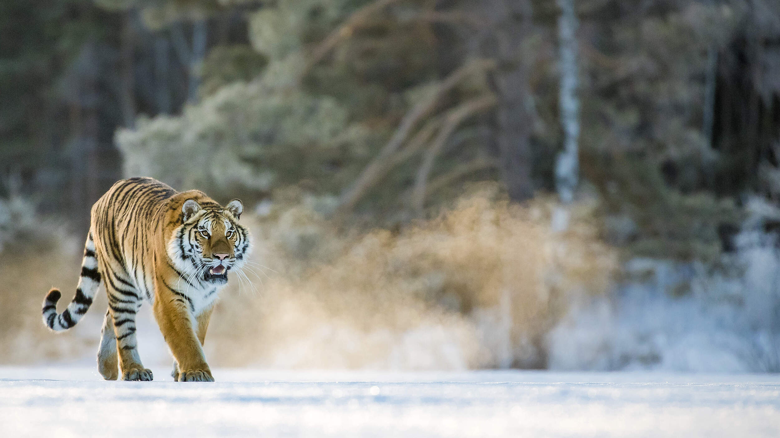 Tiger in der Amur-Heilong-Region © naturepl.com / Klein & Hubert / WWF