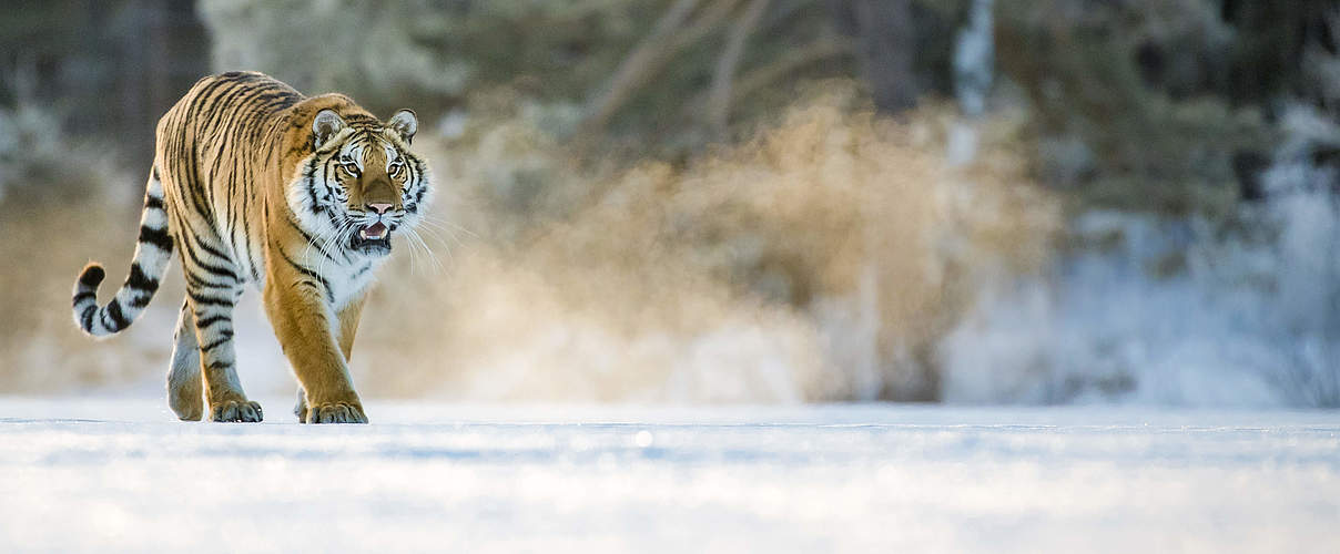 Tiger in der Amur-Heilong-Region © naturepl.com / Klein & Hubert / WWF