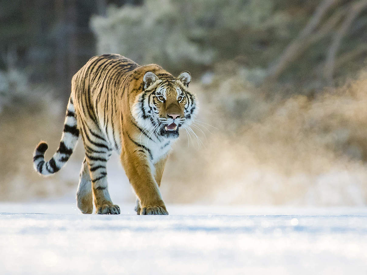 Tiger in der Amur-Heilong-Region © naturepl.com / Klein & Hubert / WWF