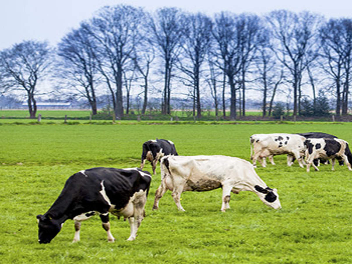 Weidemilch ohne Gentechnik © iStock / Getty Images