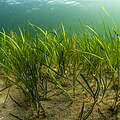 Restoring Baltic seagrass meadows © WWF