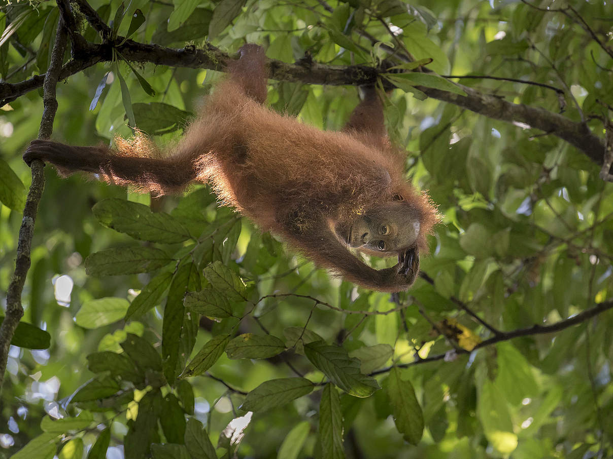 Borneo-Orang-Utan hängt am Baum © Richard Barrett / WWF UK