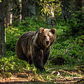 Braunbär in der Slowakei © Tomas Hulik