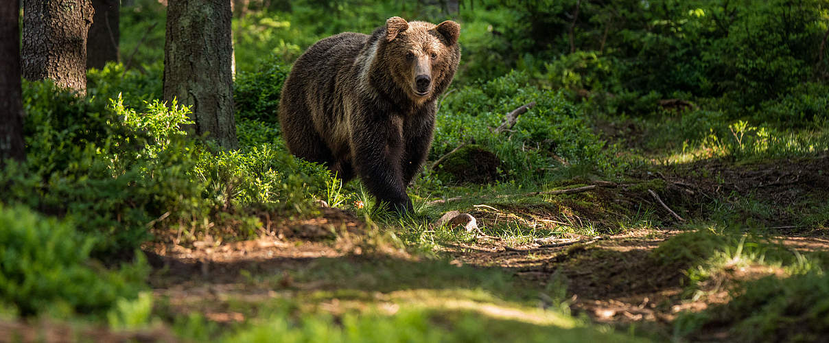 Braunbär in der Slowakei © Tomas Hulik