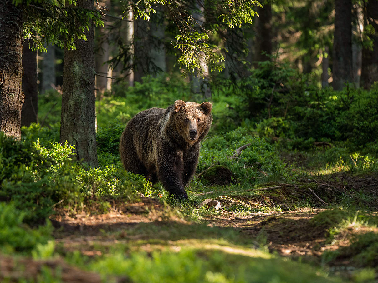 Braunbär in der Slowakei © Tomas Hulik