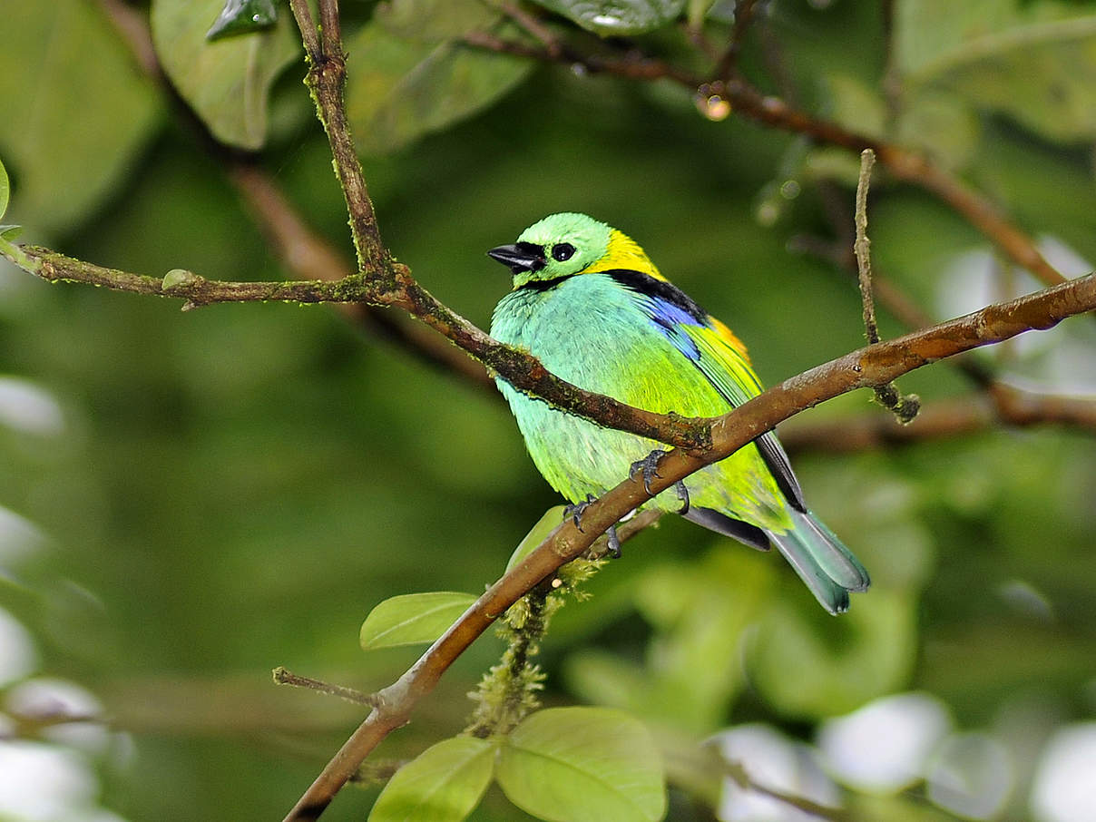 Ein Dreifarbentangare, beheimatet im Atlantischen Regenwald © WWF-Brazil / Adriano Gambarini