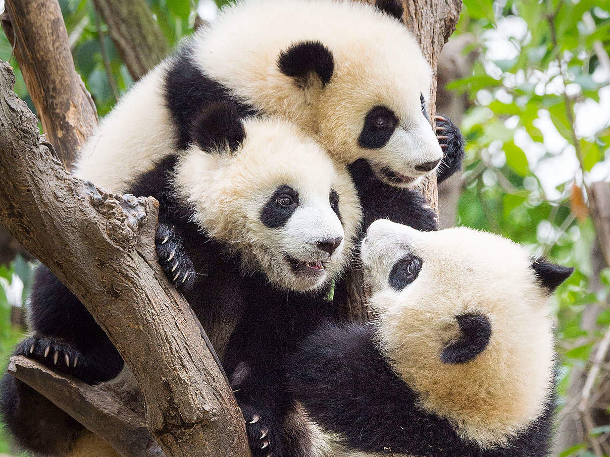 Drei junge Pandas © Richard Barrett / WWF-UK