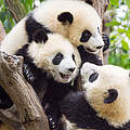 Drei junge Pandas © Richard Barrett / WWF-UK