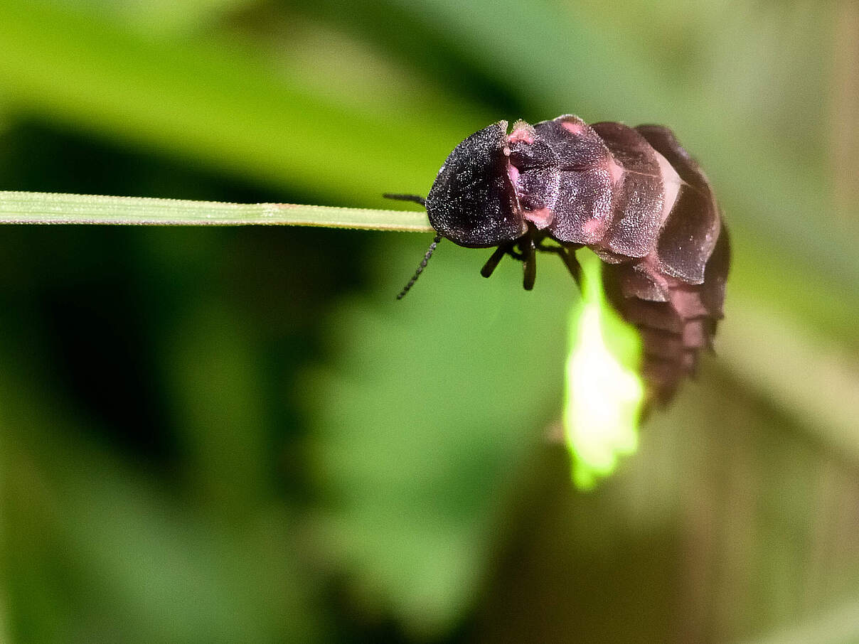 Leuchtendes Glühwürmchen auf Grashalm