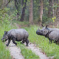 Panzernashorn mit Kalb im Chitwan-Nationalpark © Ola Jennersten / WWF Sweden