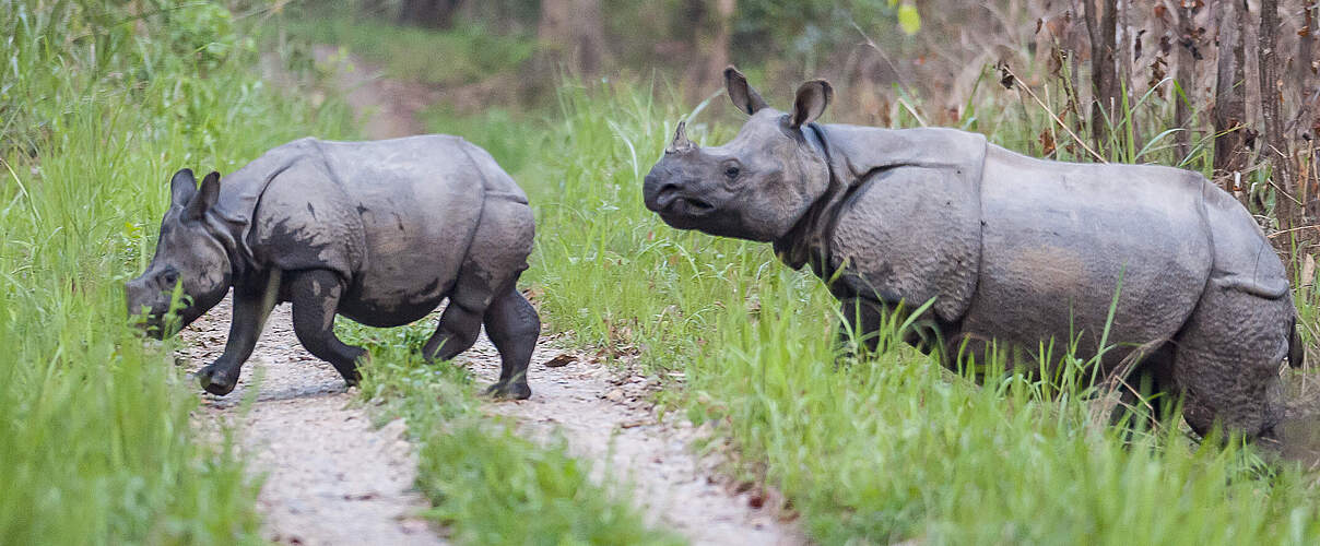 Panzernashorn mit Kalb im Chitwan-Nationalpark © Ola Jennersten / WWF Sweden