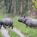 Panzernashorn mit Kalb im Chitwan-Nationalpark © Ola Jennersten / WWF Sweden