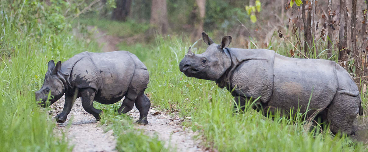 Panzernashorn mit Kalb im Chitwan-Nationalpark © Ola Jennersten / WWF Sweden