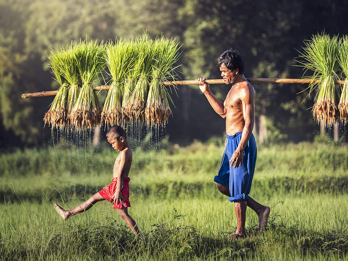 Reisstiele zum Einpflanzen © Shutterstock SantiPhotoSS