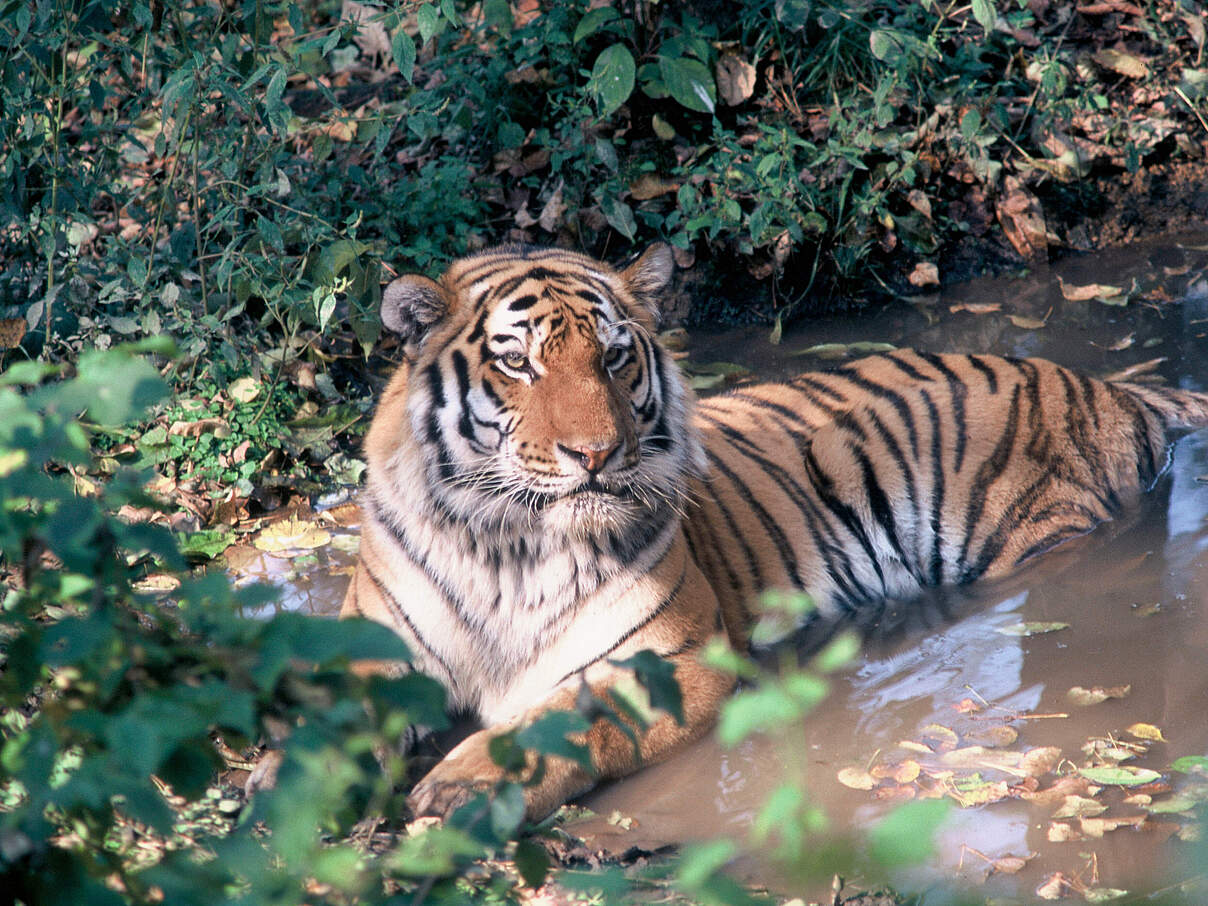 Großer Amur-Tiger liegt in flachem Wasser, am Ufer um ihn herum viel Grün