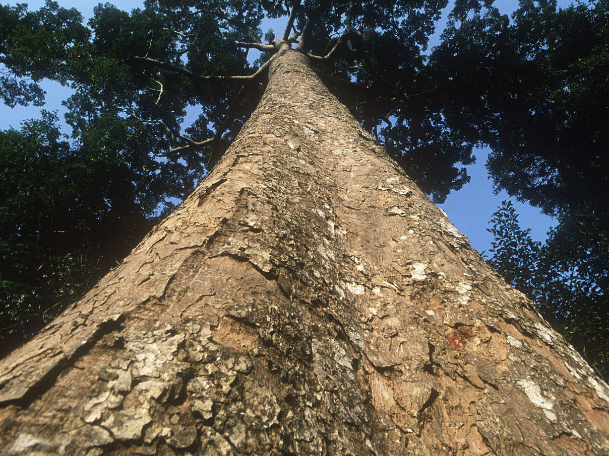 Mahagoni-Baum, eines der wertvollsten Tropenhölzer der Welt. © Martin Harvey / WWF