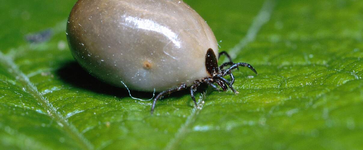 Vollgesaugte Zecke © imago / blickwinkel