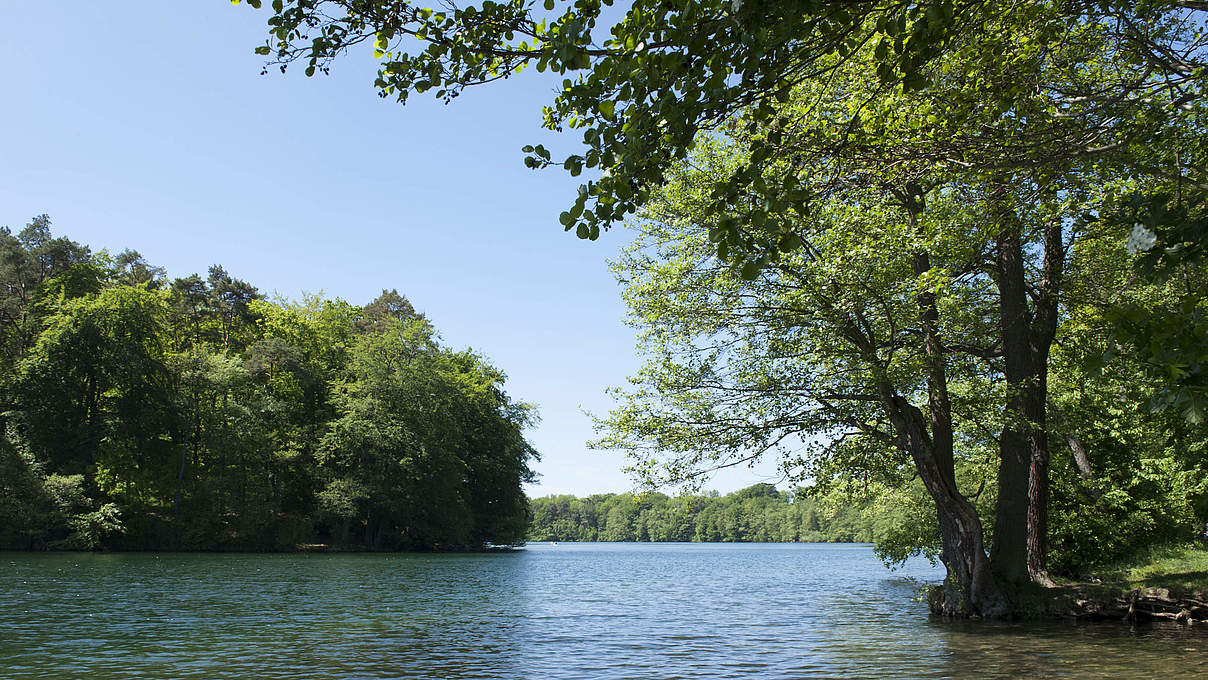 Feldberger Seenlandschaft © Ralph Frank / WWF