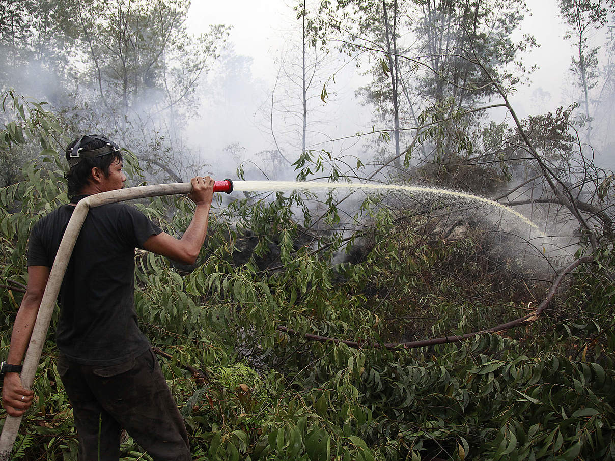 Verheerende Feuer wüten in vielen Landesteilen Indonesiens © WWF / Matthew Lee