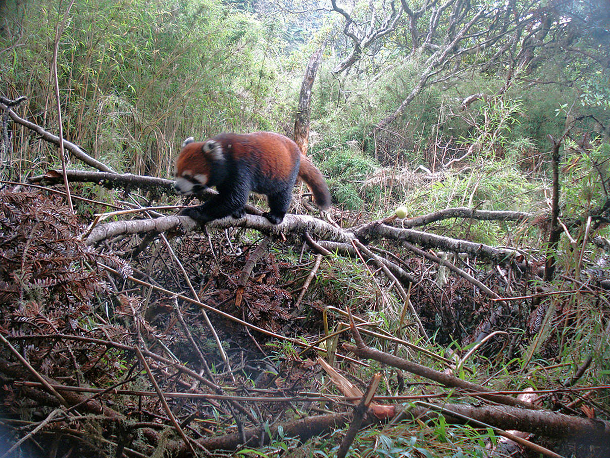 Roter Panda in China © WWF China / Shen Guo Zhuang NR/Peking University / WWF