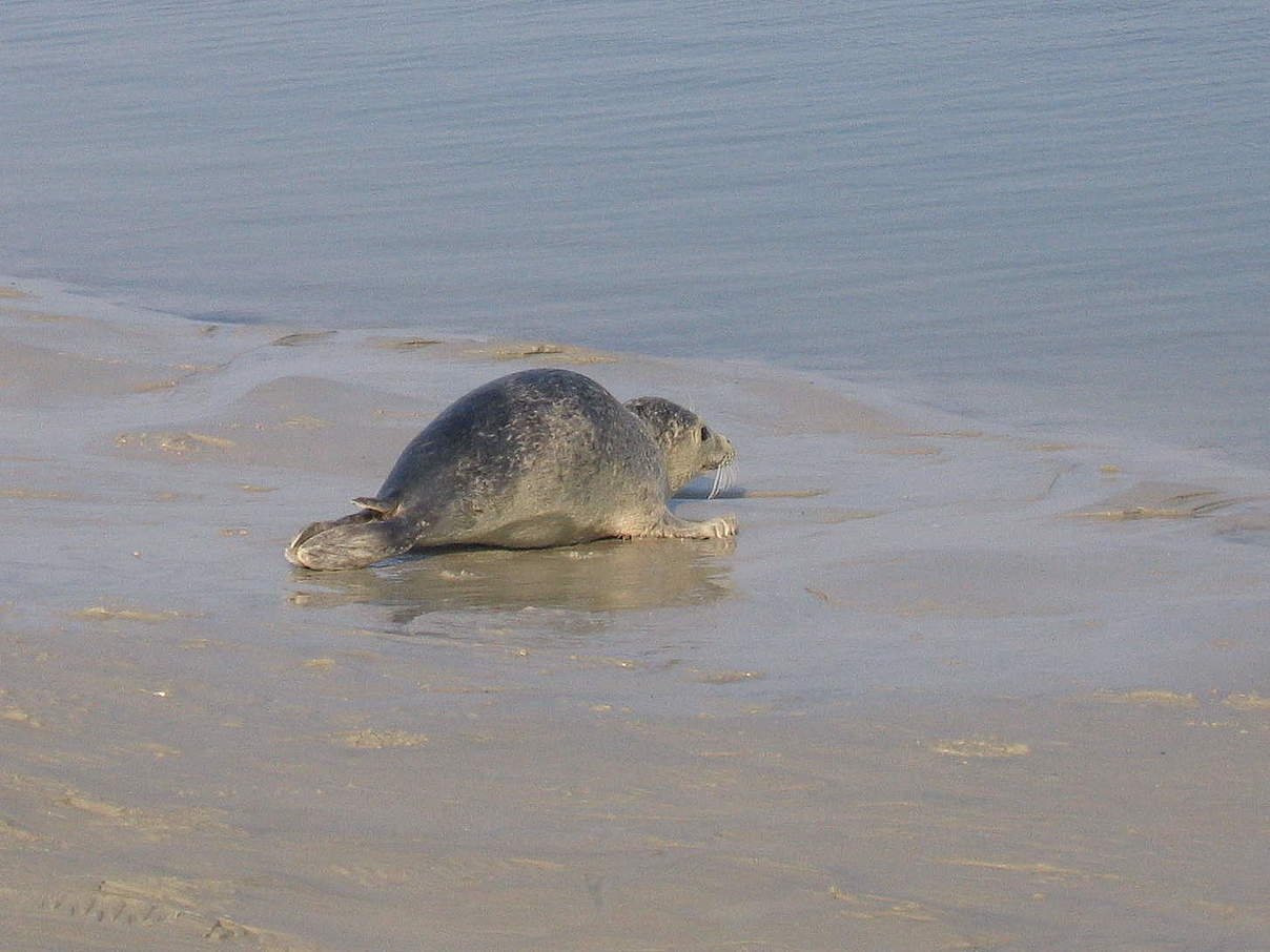 Raupenartige Fortbewegung eines Seehunds an Land. © Katrin Wollny-Goerke