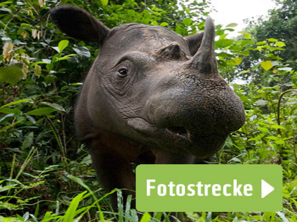 350 HI 279135 Sumatra Nashorn2 c naturepl.com Mark Carwardine WWF Ein Exemplar des seltenen Sumatra-Nashorns in Indonesien. © naturepl.com / Mark Carwardine / WWF