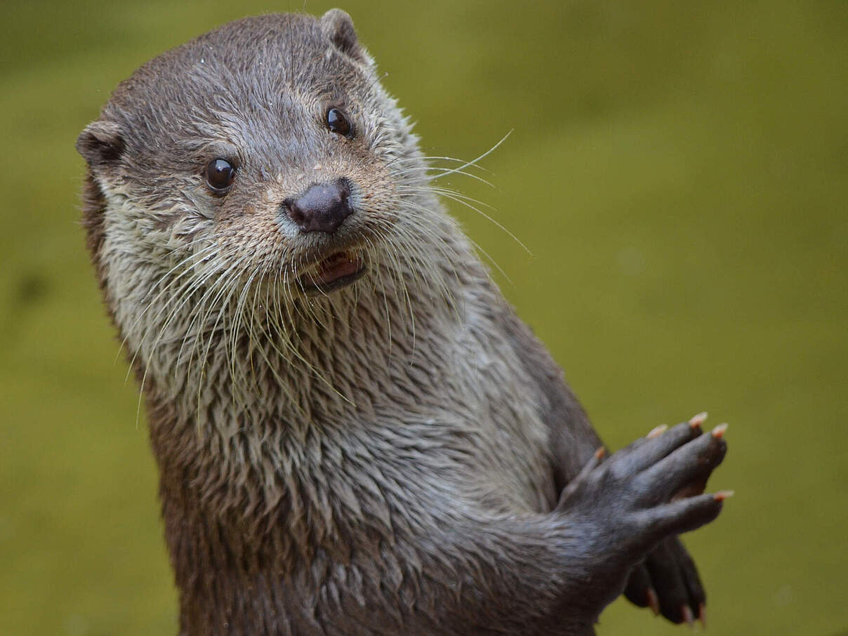 Otter 