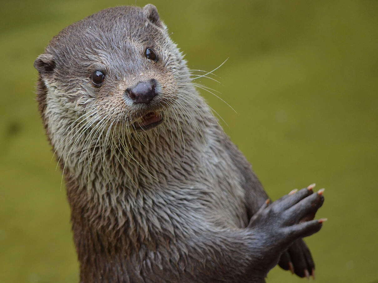 Otter 