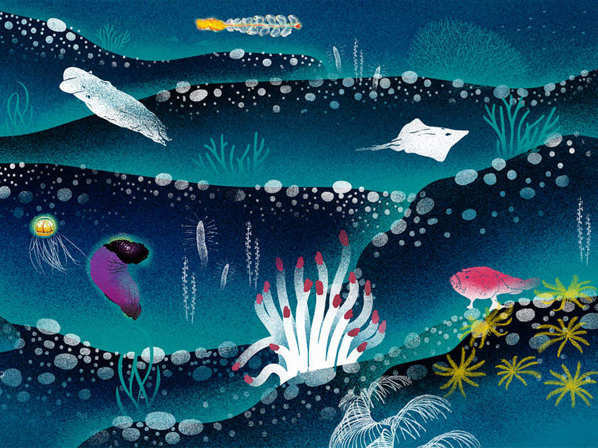 Grafische Darstellung der Artenvielfalt in der Tiefsee © WWF INT