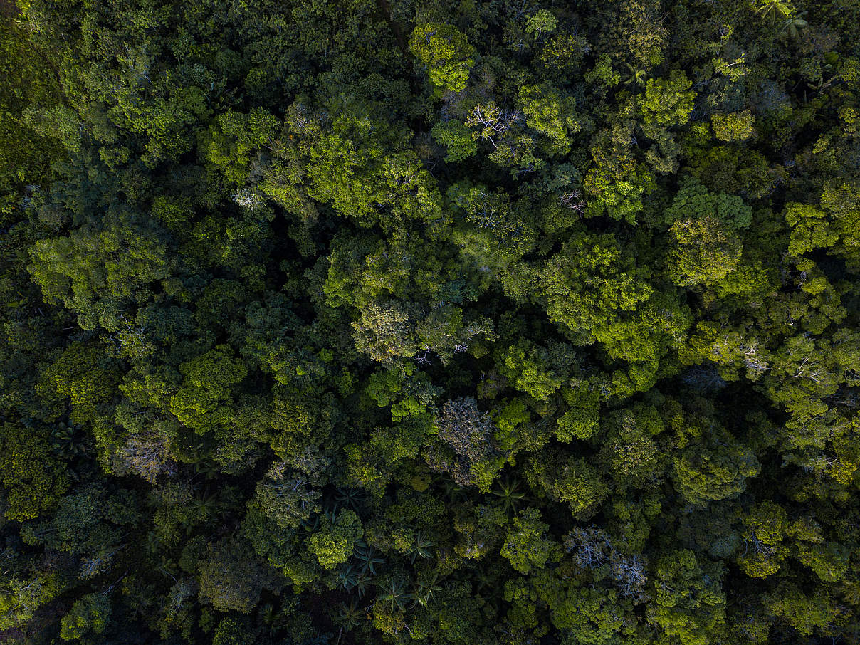 Der Amazonas ist von Abholzung bedroht © Luis Barreto / WWF-UK