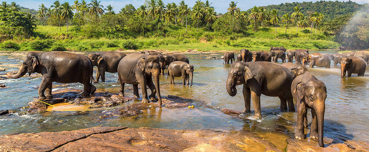 Eine Gruppe Asiatischer Elefanten im Wasser 
