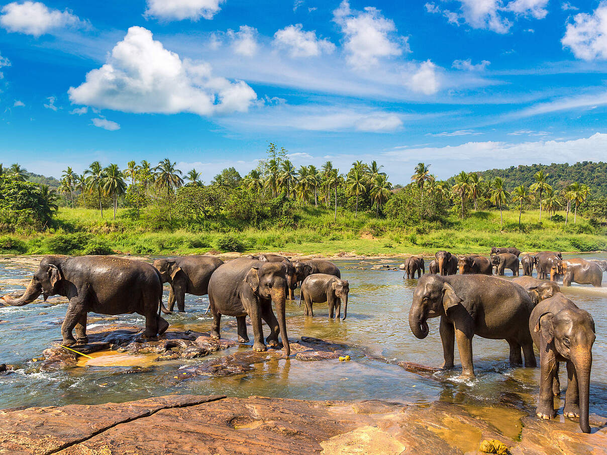Eine Gruppe Asiatischer Elefanten im Wasser 